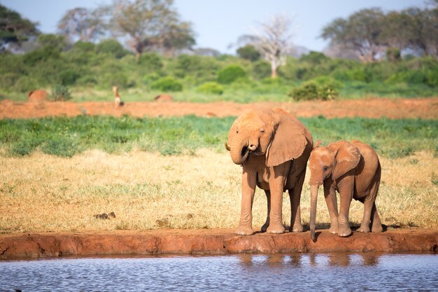 De familie van rode olifanten bij een waterpoel midden in de savanne