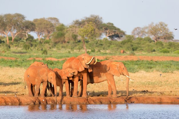 De familie van rode olifanten bij een waterpoel midden in de savanne