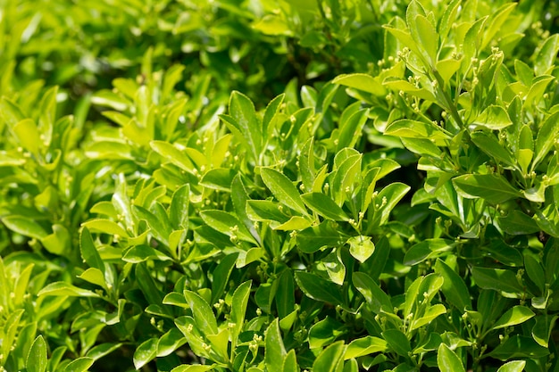 De felgroene bladeren van de altijdgroene plant Japanse spindel of Euonymus japonicus struik Het concept van landschapsreizen en schilderachtige bestemmingen