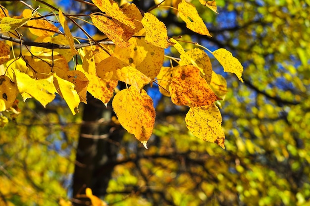 De felle kleuren van het oktobergebladerte