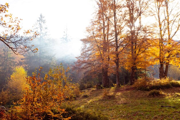 De felle zon komt op boven de heuvel in het herfstbos