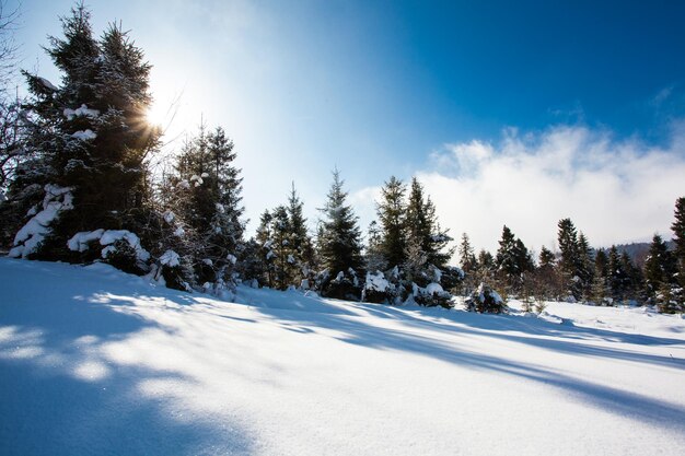 De felle zon komt uit de bomen in het winterbos