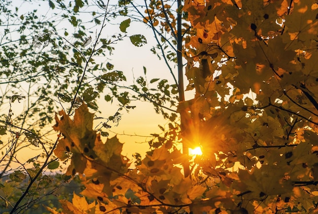 De felle zon schijnt door het gebladerte in het herfstbos vsevolozhsk leningrad region