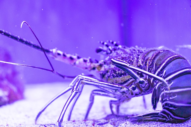 De flora en fauna van de onderwaterwereld van de oceaan