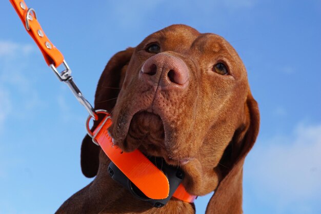 De focus op de neus van de vyzsla-hond op de blauwe lucht en de oranje kraag