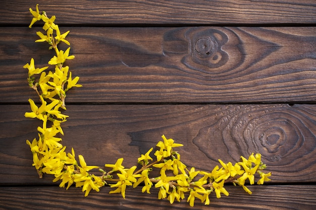 De forsythia bloeit n donkere houten achtergrond