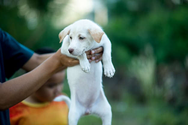 De foto van de kleine puppy Wezens die kunnen spelen met mensen Hondenliefhebber concept