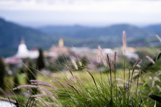 Foto de foto van het grasveld op de heuvel.