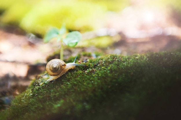 De frisse natuurlijke lenteknoppen en heldere ochtenddauw op mos en transparante waterdruppels vallen en th