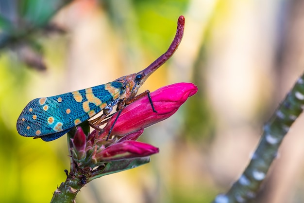 De fulgorid bug (planthopper) op de bloem.