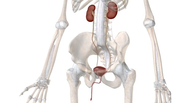 Foto de functie van het urinesysteem is het filteren van bloed en het creëren van urine als afvalproduct.