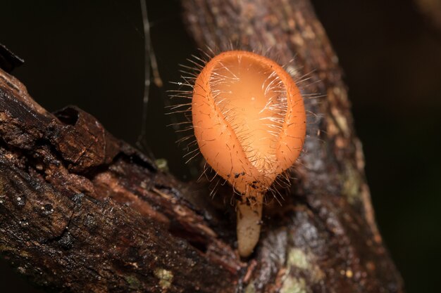 De Fungi Cup op de grond en dood hout