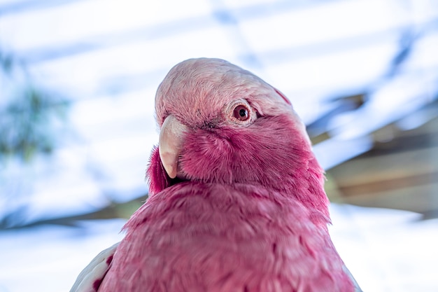 De galah (eolophus roseicapilla), ook bekend als de roze en grijze, is een van de meest voorkomende en wijdverspreide kaketoes.