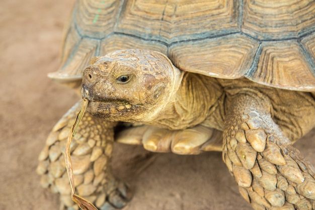 Foto de galapagosschildpad van het close-upportret in thailand