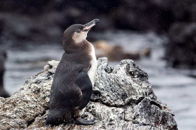 De Galpagos-pinguïn, Spheniscus mendiculus, juveniel