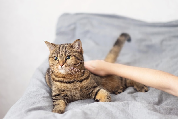 De gastvrouw aait haar kat. De kat ligt op het bed. Rust en ontspanning.