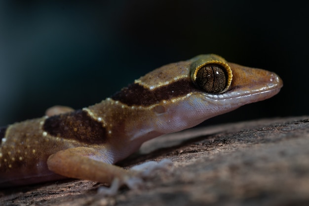 De gebogen neukgekko van Dumnui: Cyrtodactylus dumnuii