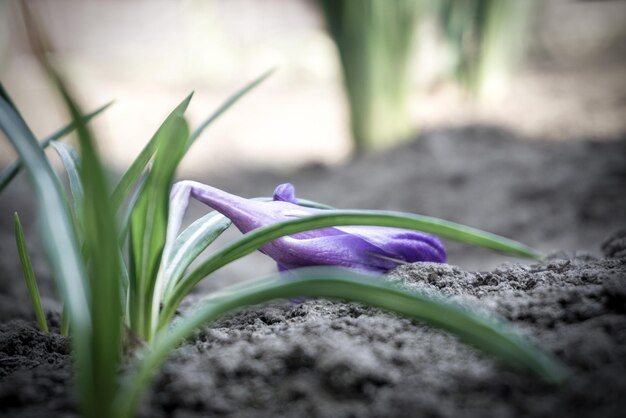 De gebroken bloem van de krokus ligt op een zwarte ondergrond