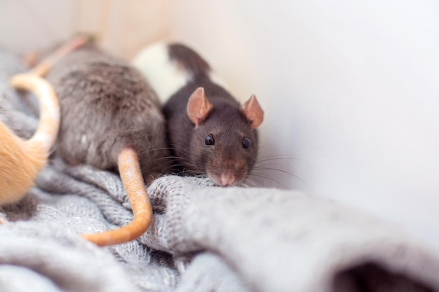 De gedomesticeerde decoratieve rat gedempt in een gebreide grijze trui en wordt verwarmd.