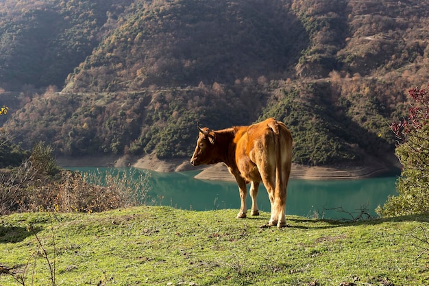 De gedomesticeerde koeien grazen bij het meer Mornos in de bergen op een zonnige winterdag Centraal-Griekenland