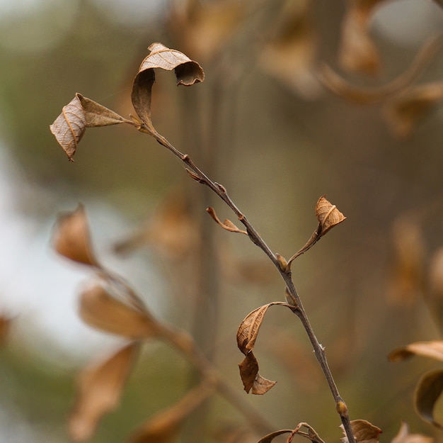 de geïsoleerde plant in de tuin in de natuur