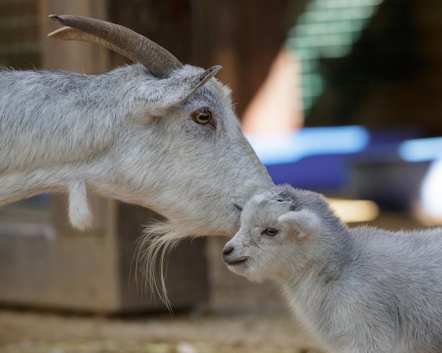 De geit en kind close-up