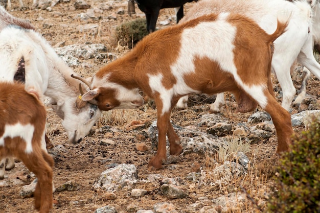 De geit is een artiodactyl zoogdier van de onderfamilie Caprinae.
