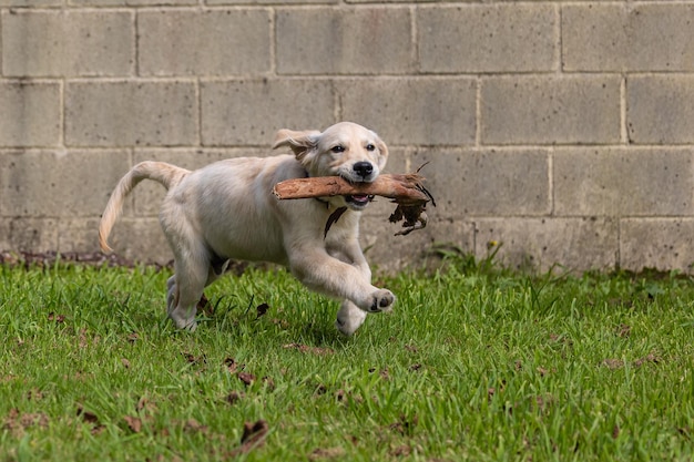 Foto de gekke en gelukkige spelletjes van mijn puppy dexter een golden retriever