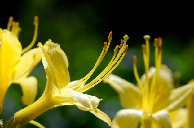 De gele azalea (Rhododendron luteum) in bloei