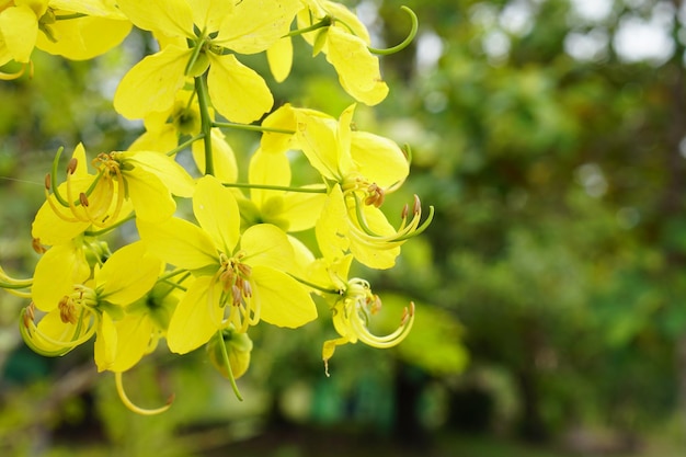 De gele bloemen bloeien prachtig