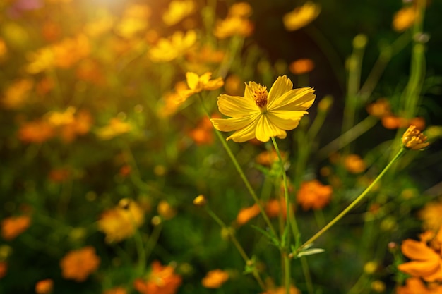 De gele bloemen van de zwavelkosmos die in de tuin van de aardachtergrond bloeien