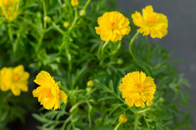 De gele bloemen