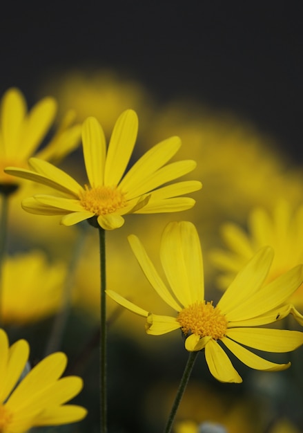 Foto de gele bloemen