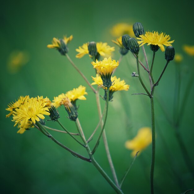 de gele bloemen