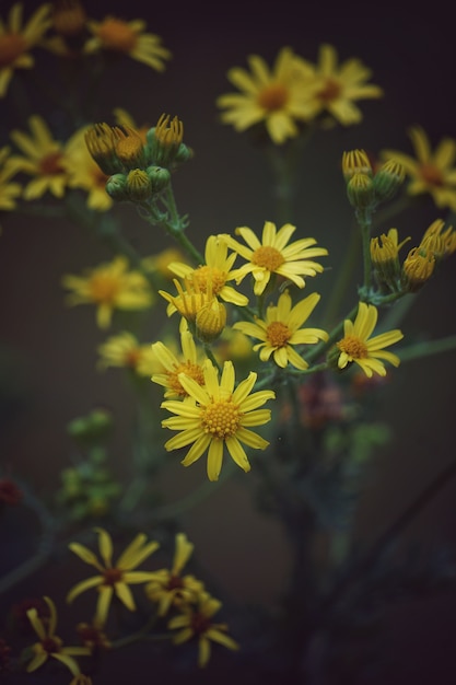 de gele bloemen