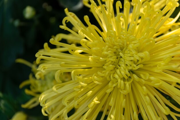 De gele chrysant staat in volle bloei. Het heeft lange en dunne bloembladen.