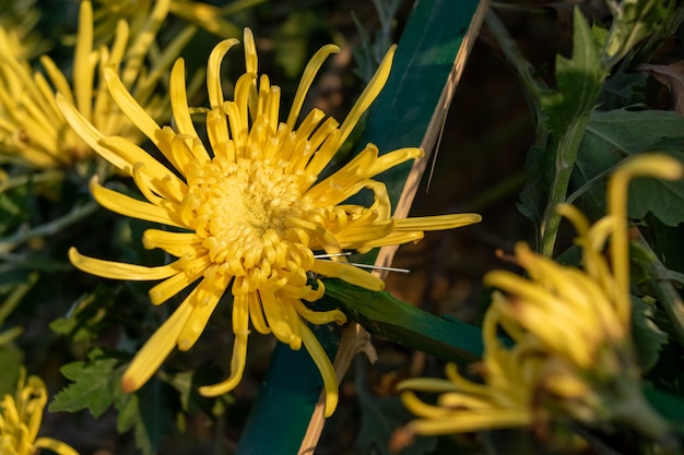 De gele chrysant staat in volle bloei. Het heeft lange en dunne bloembladen.