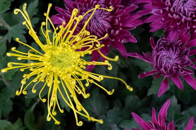 De gele chrysant staat in volle bloei. Het heeft lange en dunne bloembladen.