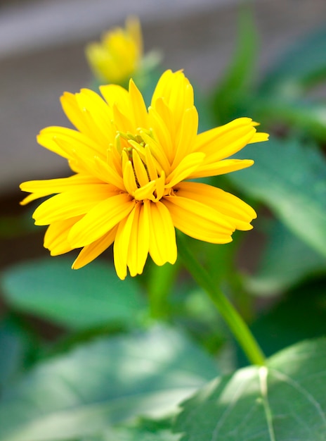 De gele close-up van de tuinbloem