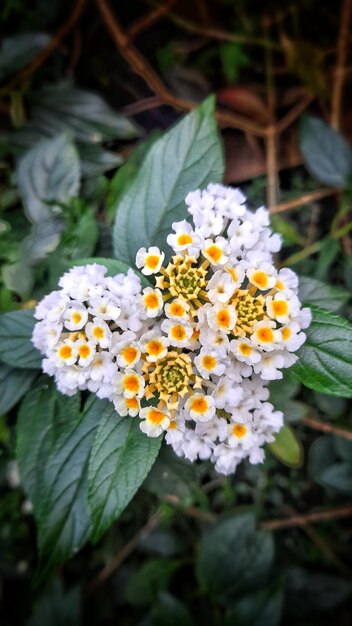 De gele en witte bloemen komen uit de tuin.