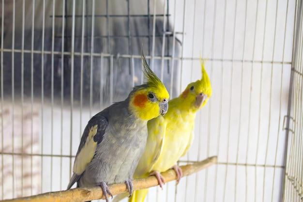 De gele en zwarte papegaaiencorella zit op een schommeling in de kooi