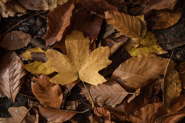 De gele gevallen herfstbladeren met regendruppels