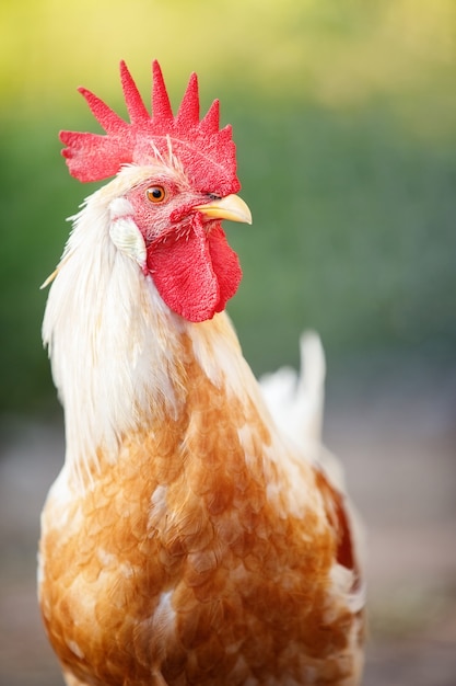 De gele haan van het leghornras op een groene achtergrond