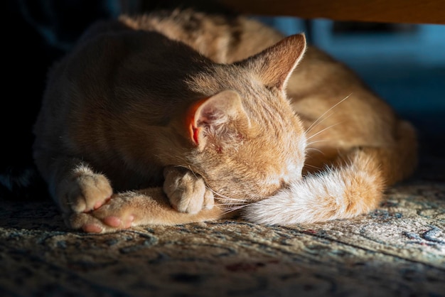 De gele kat slaapt opgerold Cat rest