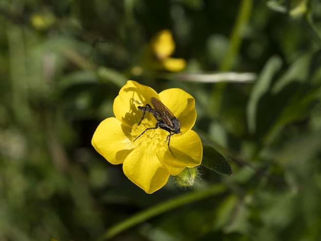 De gele macro van de boterbloembloem met insect zuigend stuifmeel