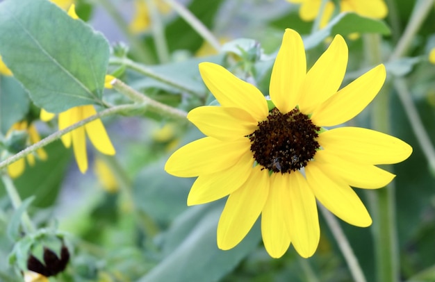 De gele Mexicaanse zonnebloemen bloeien in de tuin