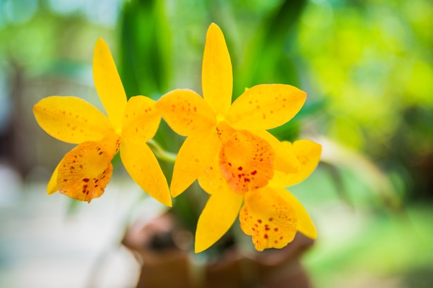 De gele orchidee bloeit close-up voor achtergrond