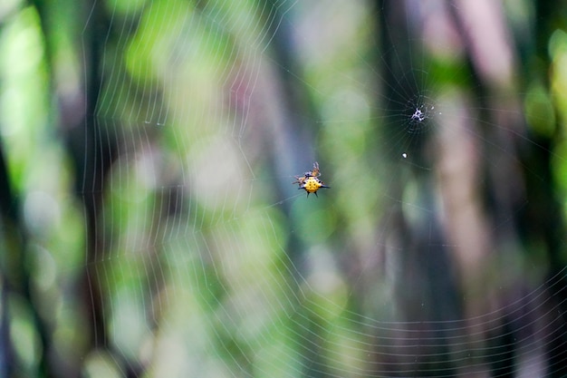 De gele spin hangt op het web