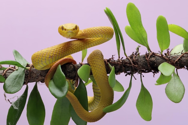 De gele White-lipped Pit Viper Trimeresurus insularis close-up op tak met geïsoleerde backgroun