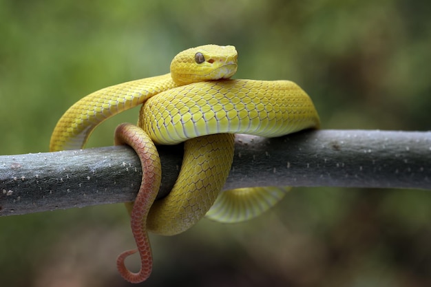 De gele white-lipped pit viper (trimeresurus insularis) close-up op tak met natuurlijke achtergrond